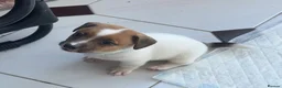 Jack Russell dogs for sale: Traditional mini Jack Russell puppes in Skegness - Advert 5