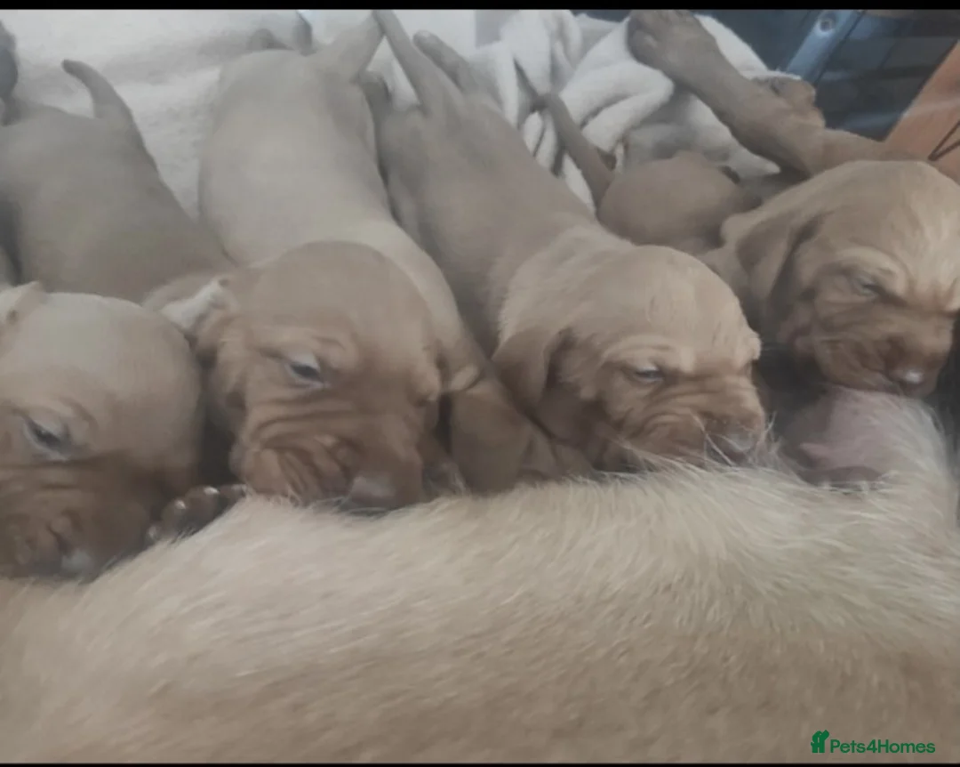 Hungarian Vizsla dogs for stud: Hungarian Vizsla for stud! in Llantwit Major - Advert 33