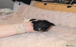 Mixed Breed dogs for sale: Schnockerpoo Puppies - Image 8