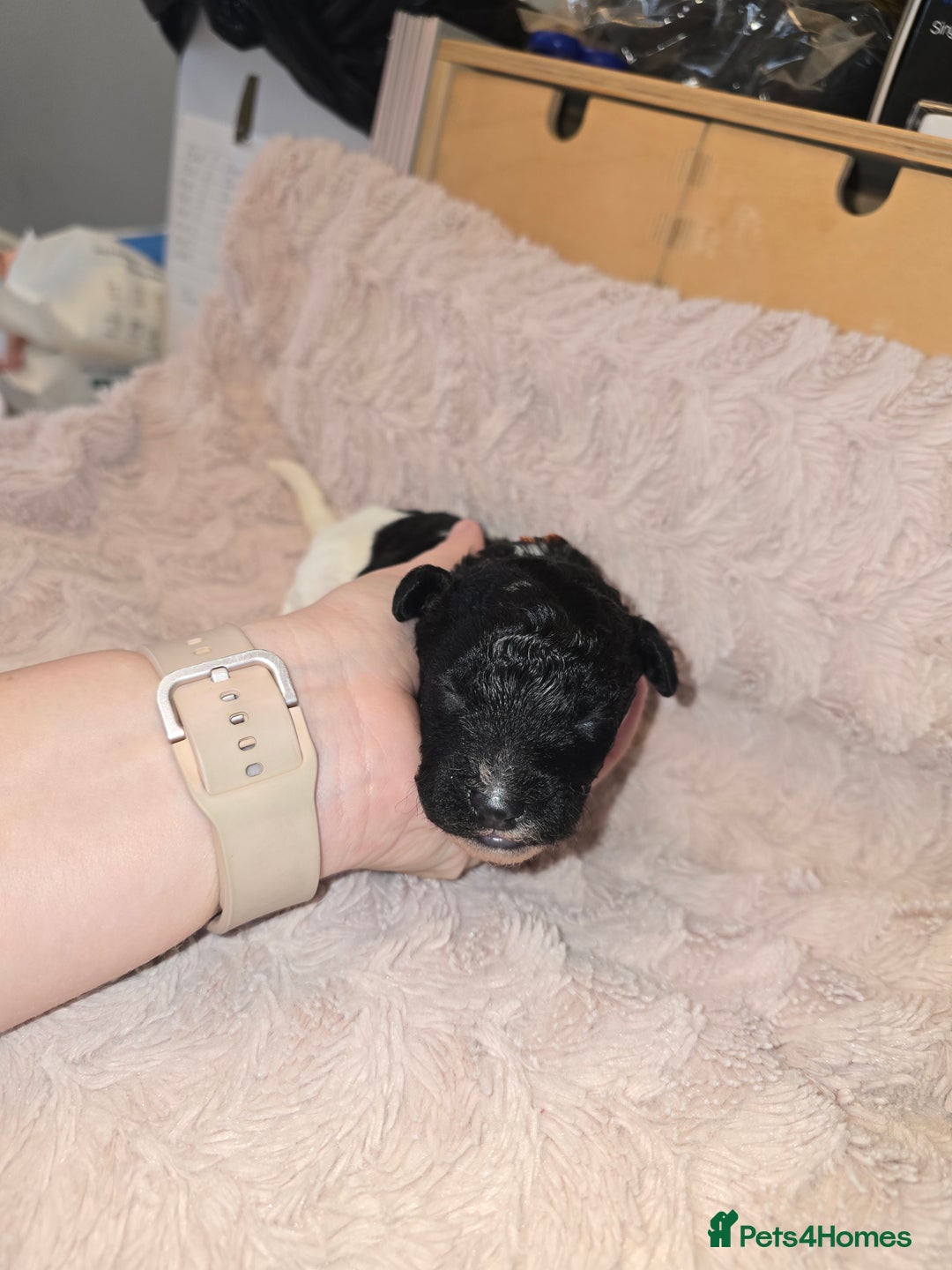 Mixed Breed dogs for sale: Schnockerpoo Puppies - Image 8