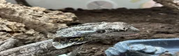 Lizard reptiles for sale: Indo/aussie frilled lizard  in Liverpool - Advert 3