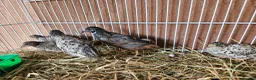 Quail poultry for sale: Chinese Painted Button Quail Groups  - Advert 3
