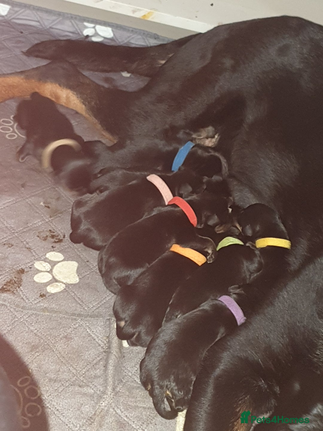 Rottweiler dogs for sale: Chunky big boned rottweilers  - Image 13