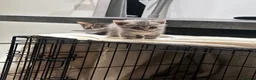 Bengal cats for sale: Bengal kittens for sale  - Advert 4