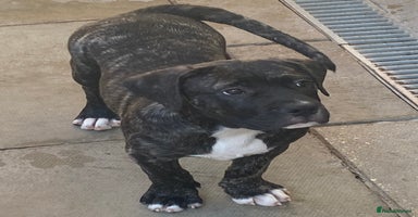 Mixed Breed dogs - Advert 10