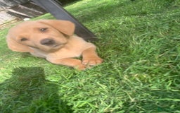Labrador Retriever dogs for sale: Beautiful Labrador pups  - Image 9