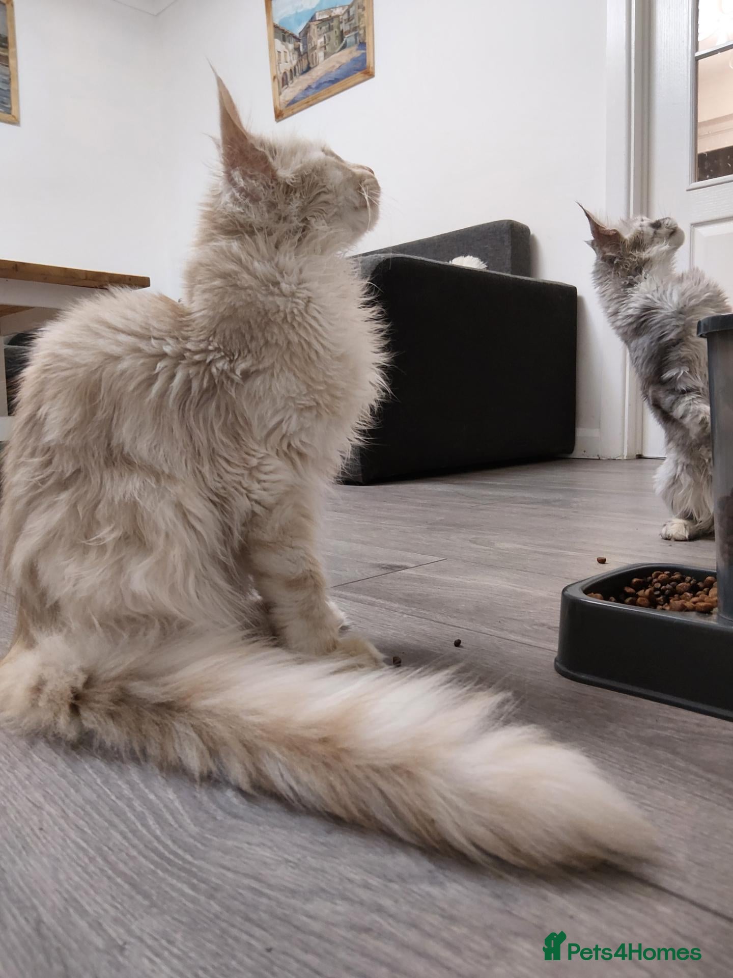 Maine Coon cats Red silver shaded boy - Advert 9