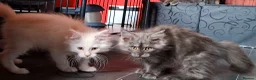 Maine Coon cats for sale: Pedigree Maine Coon Kittens in Manchester  - Advert 26