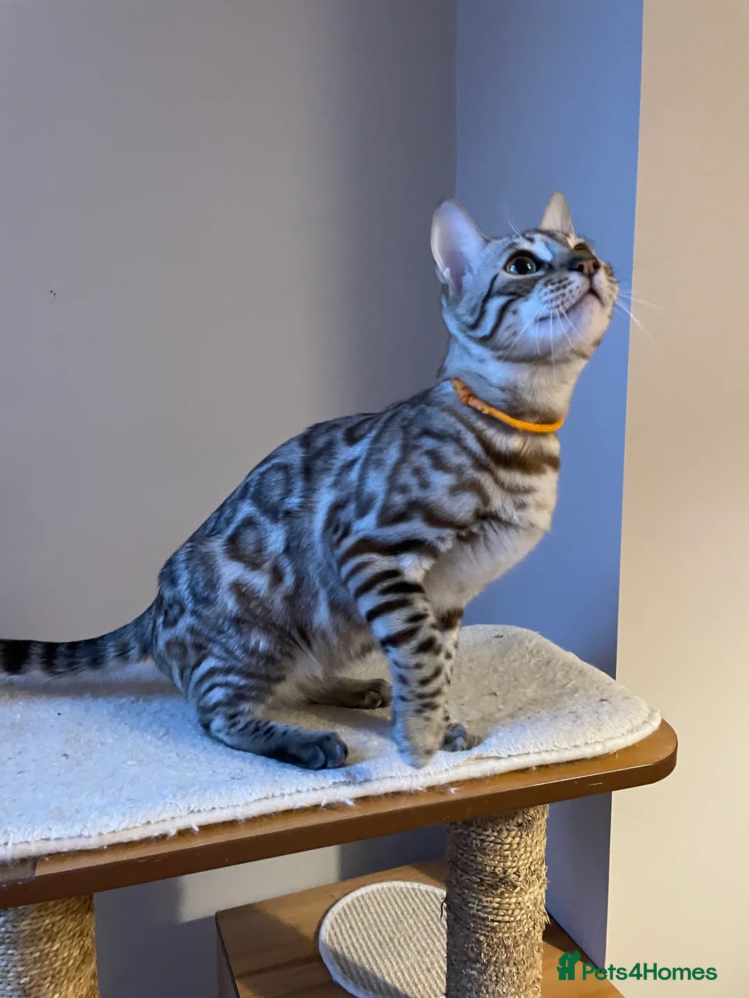 Bengal cats for sale: Outstanding pedigree Bengals - Advert 28