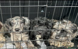 Cockapoo dogs for sale: Ready Now Beautiful Cockapoo pups £1000 in Wolverhampton - Image 10