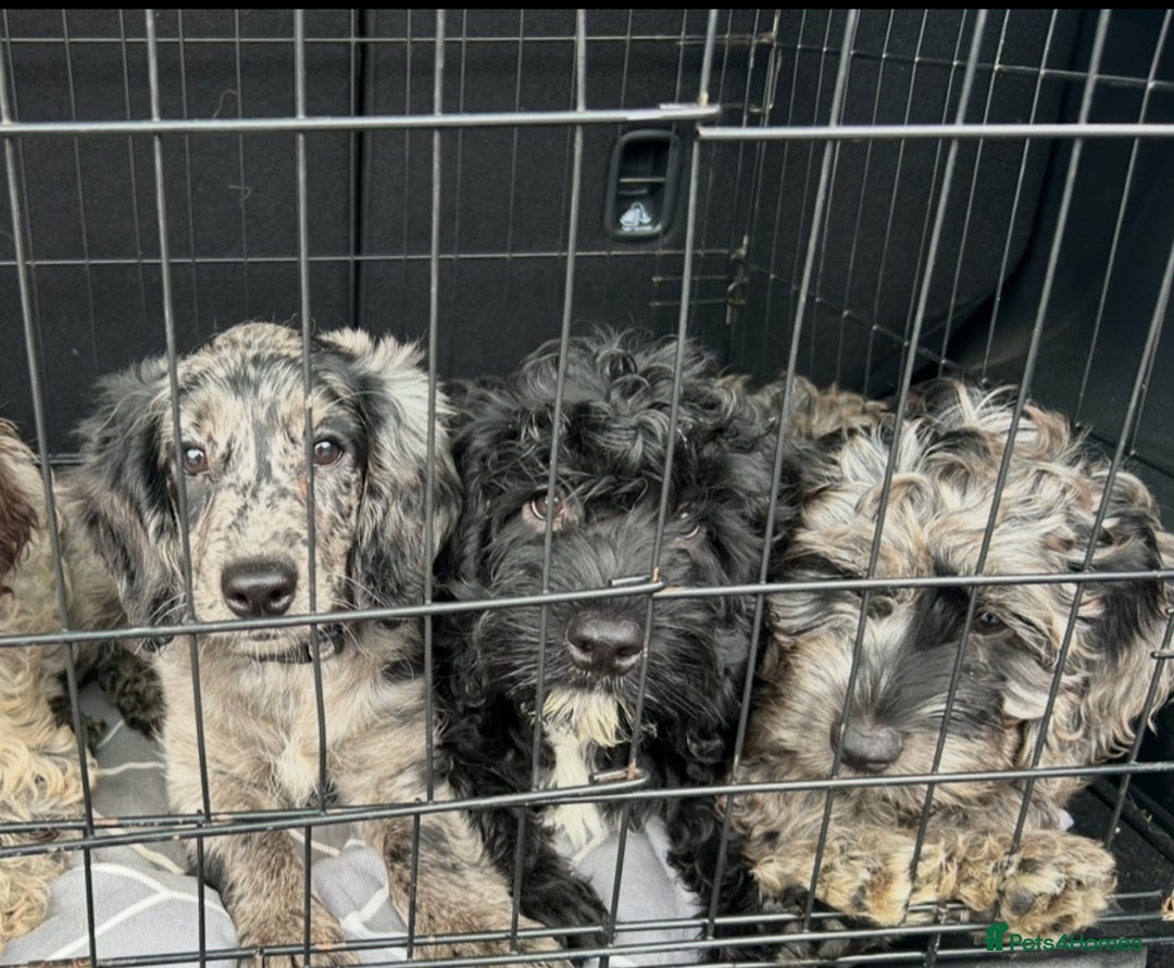Cockapoo dogs for sale: Ready Now Beautiful Cockapoo pups £1000 in Wolverhampton - Image 10