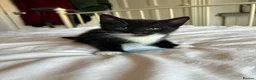 Mixed Breed cats for sale: 4 healthy kittens  - Advert 4