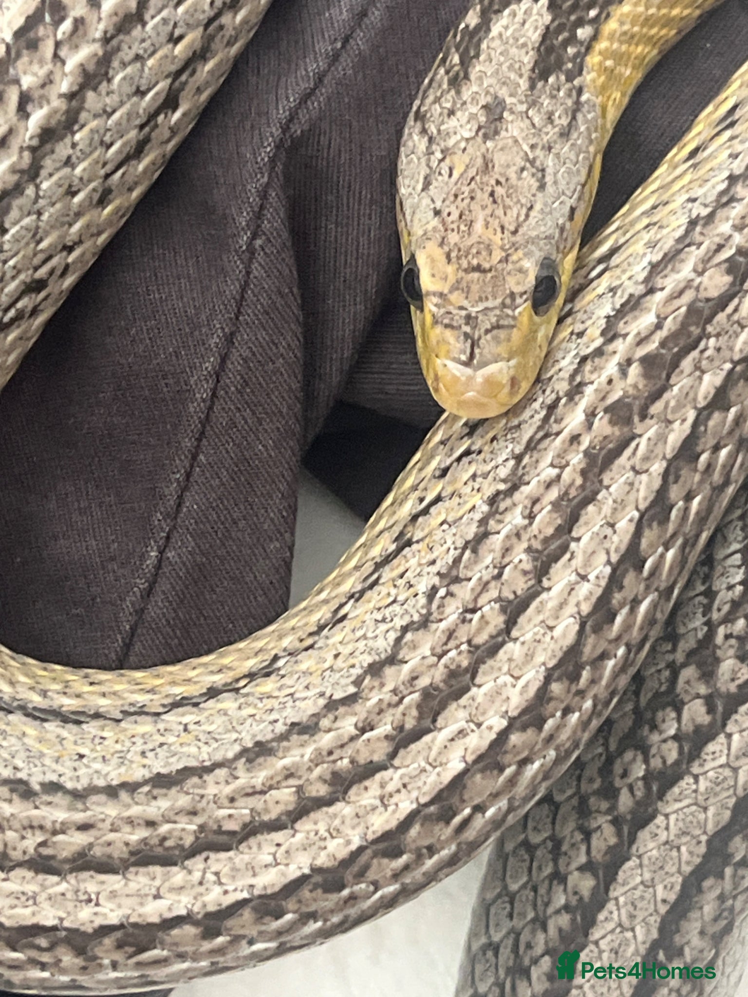 Garter Snake reptiles Common Garter Snake - Advert 11