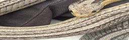 Garter Snake reptiles for sale: Common Garter Snake - Advert 1