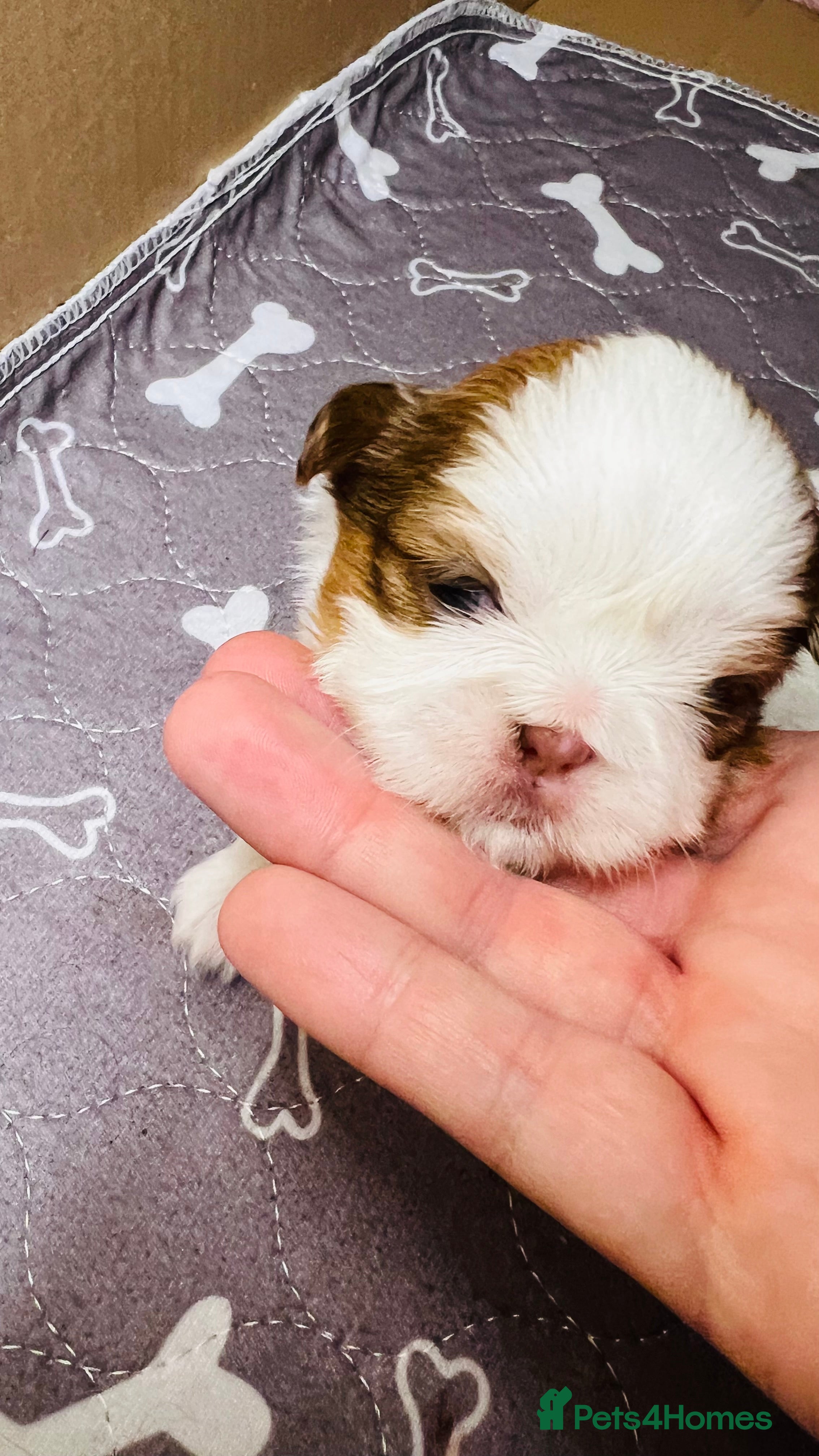 Shih Tzu dogs Shih Tzu Puppies - Advert 1