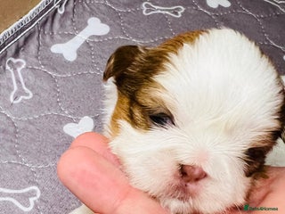 Shih Tzu dogs Shih Tzu Puppies - Advert 2