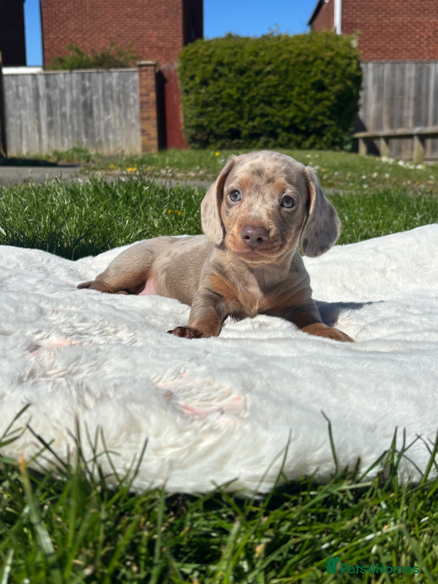 Miniature Dachshund dogs Miniature dachshund - Advert 5