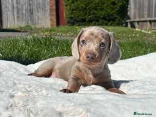 Miniature Dachshund dogs Miniature dachshund - Advert 4