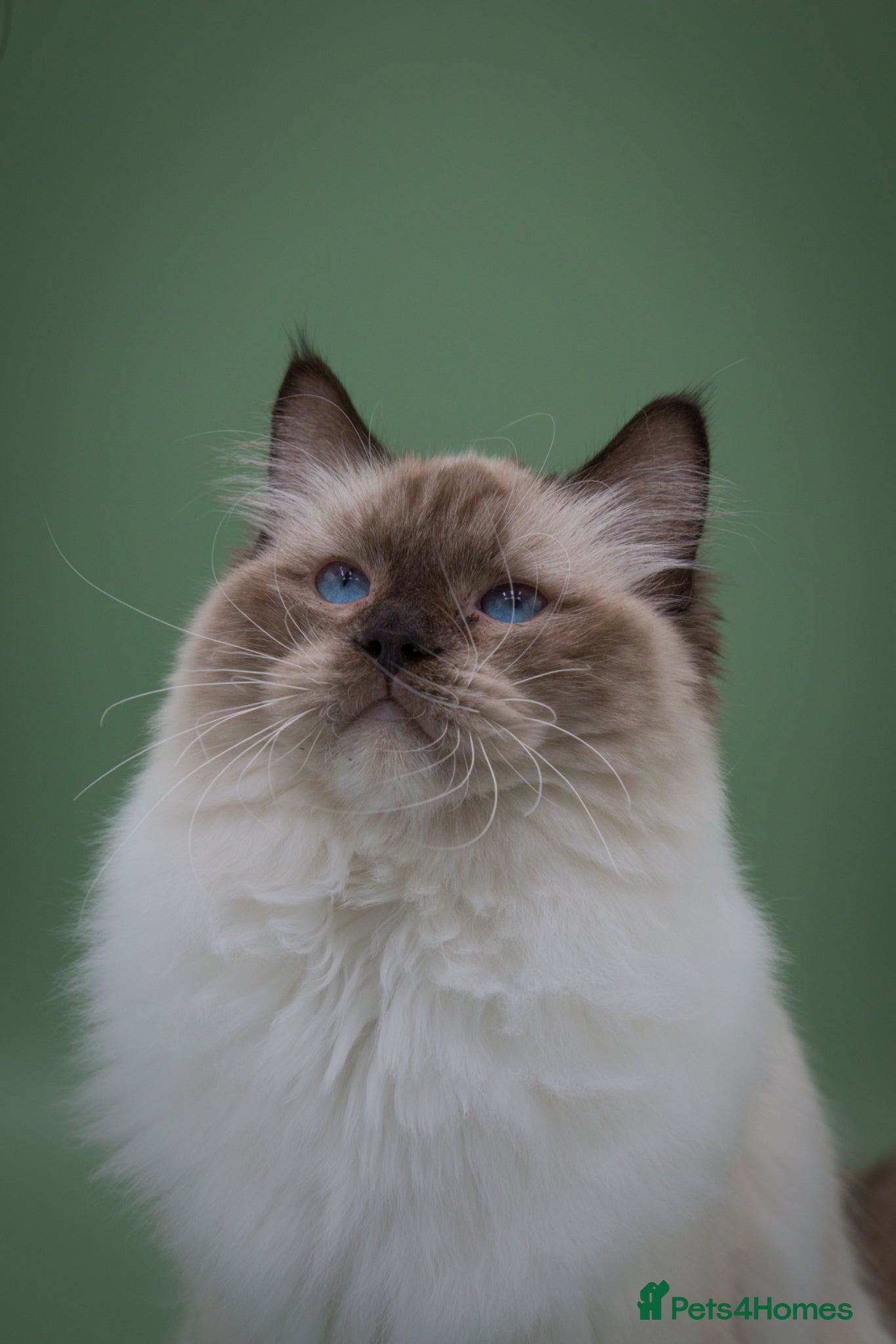 Ragdoll cats GCCF ACTIVE STUD - Advert 1