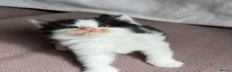 Mixed Breed cats for sale: 7 very fluffy Mainecoon mix breed kittens  - Advert 18