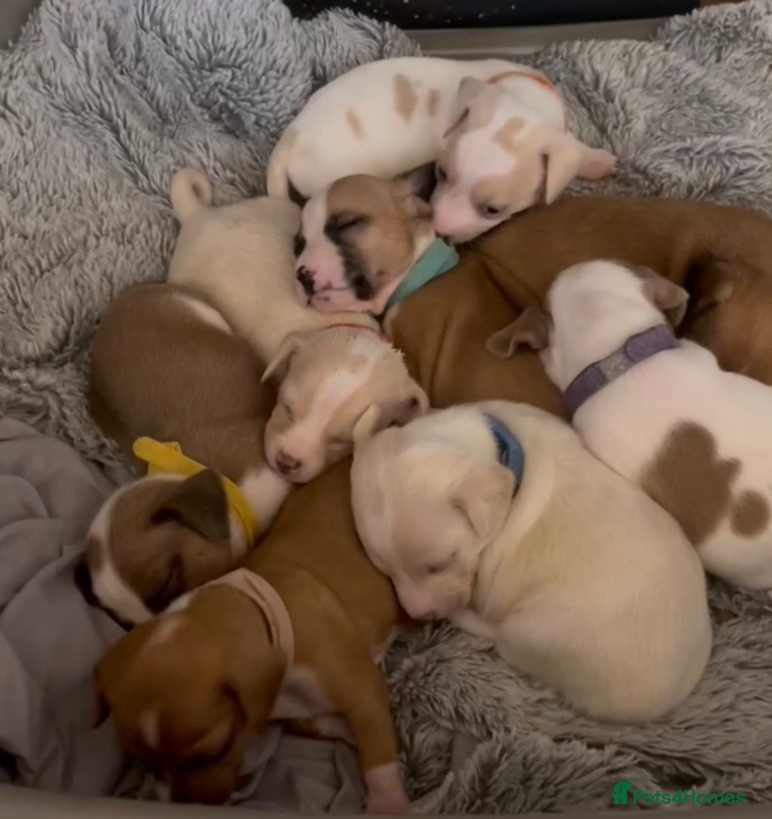 Mixed Breed dogs for sale: 6 boy jack russell pups for sale    🩵💙 - Advert 24