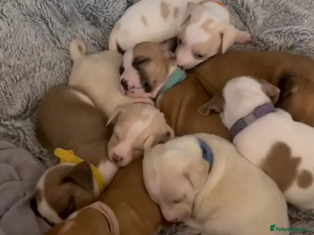 Mixed Breed dogs for sale: 4 boy pups left 💙 they really are one in a kind😍 - Advert 20