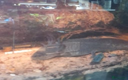 Gecko reptiles for sale: Geckos Fish Frogs full setups - Image 20