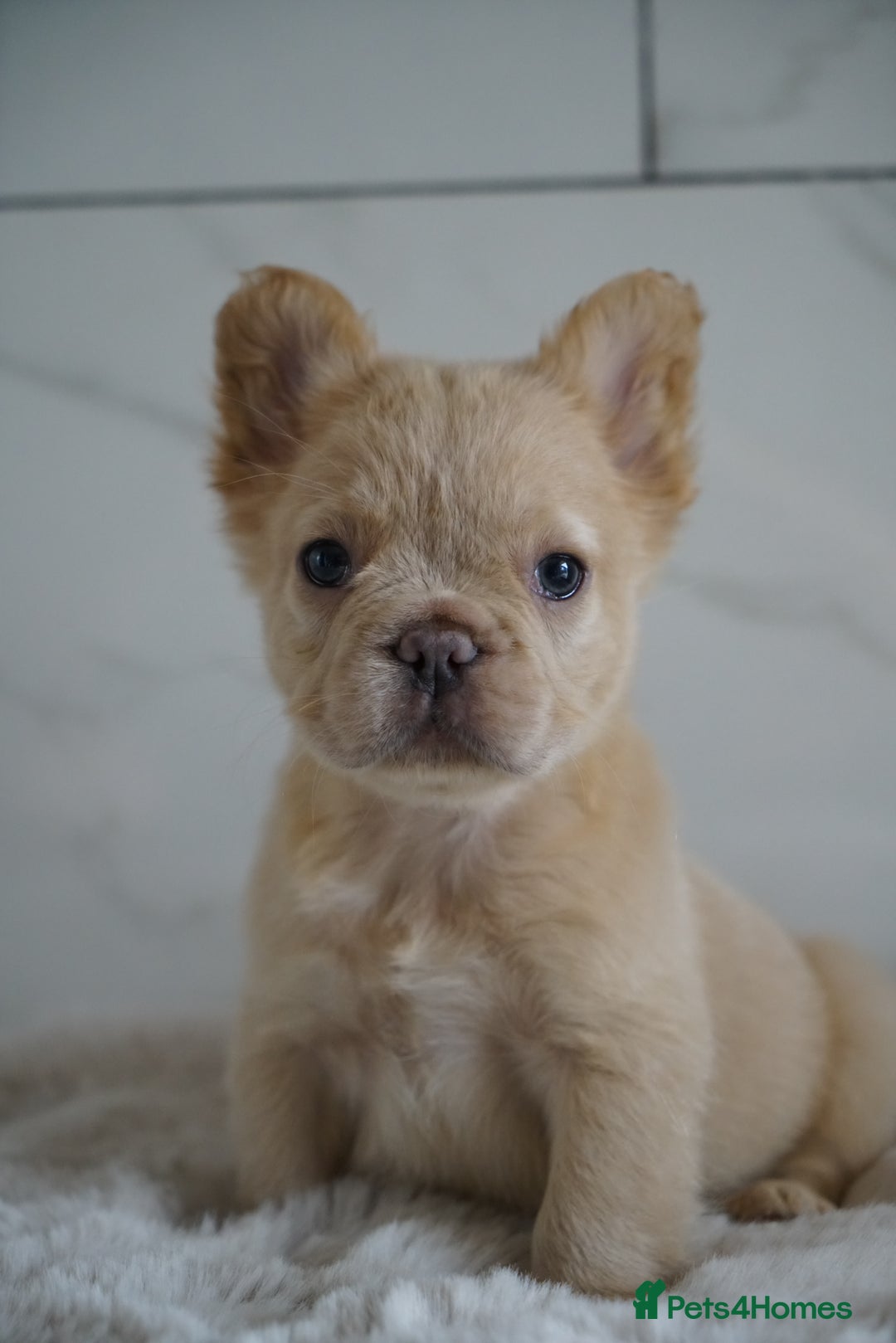 French Bulldog dogs for sale: Exceptional Fluffy French Bulldog Puppies - Image 21