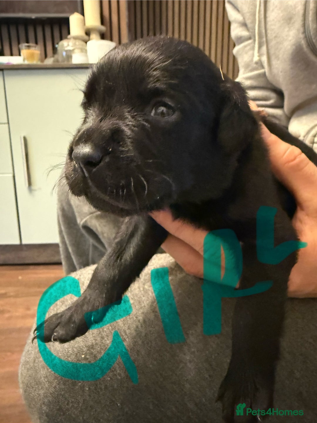 Mixed Breed dogs for sale: Mastador pups - Image 23