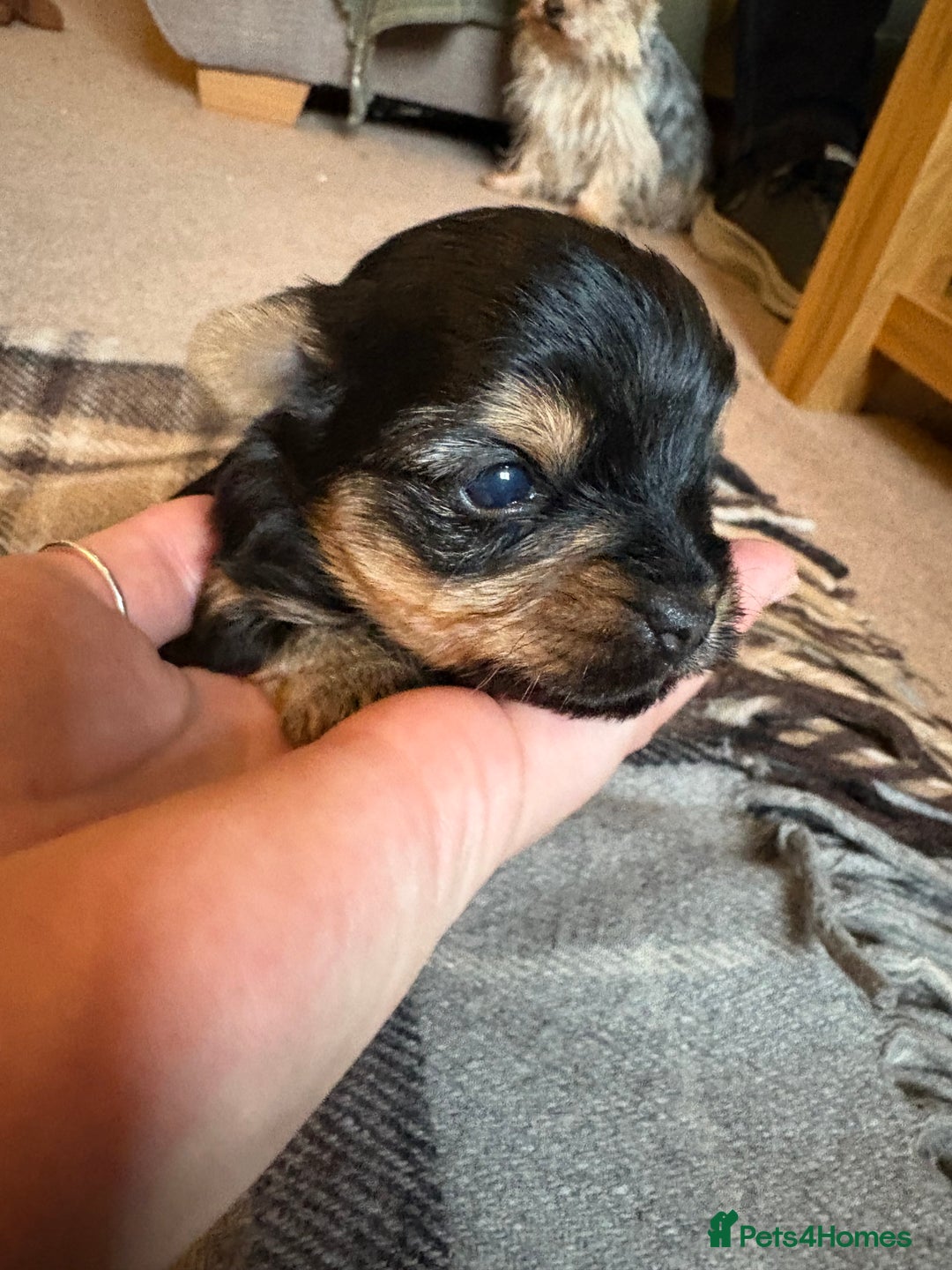 Yorkshire Terrier dogs for sale: Miniature Yorkshire terrier puppies for sale - Advert 5