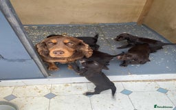 Cocker Spaniel dogs for sale: Cocker spaniel puppy’s  - Image 10