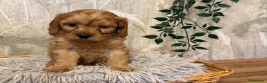Cavapoo Puppy 2