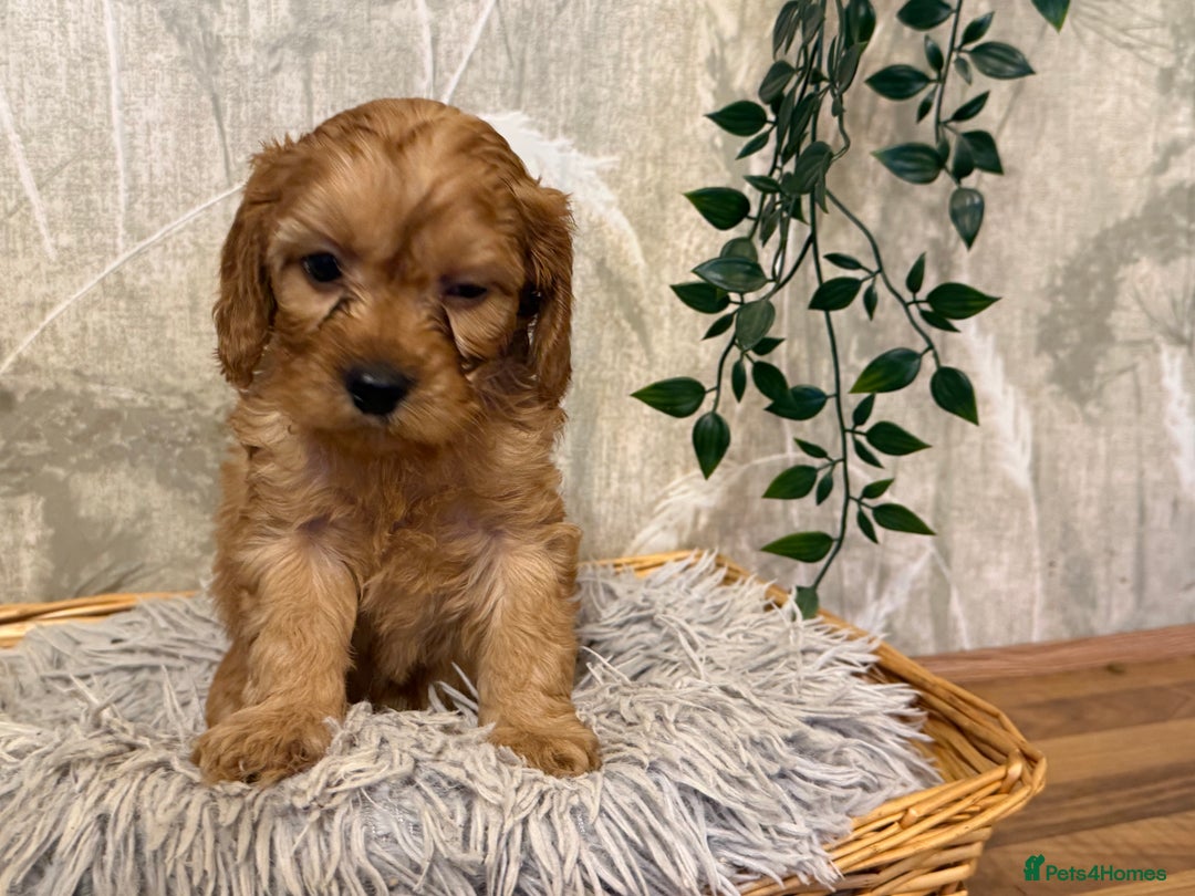 Cavapoo dogs for sale: Beautiful F1 Cavapoos  - Advert 20