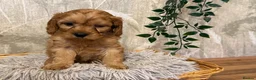 Cavapoo dogs for sale: Beautiful F1 Cavapoos  - Advert 30