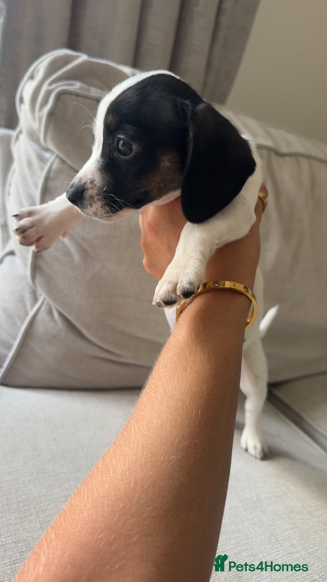 Mixed Breed dogs for sale: Cocker jacks. 2 boys 2 girls! - Image 5