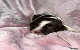 English Springer Spaniel dogs for sale: English springer spaniel.Ready to leave 21/11/25 - Image 28