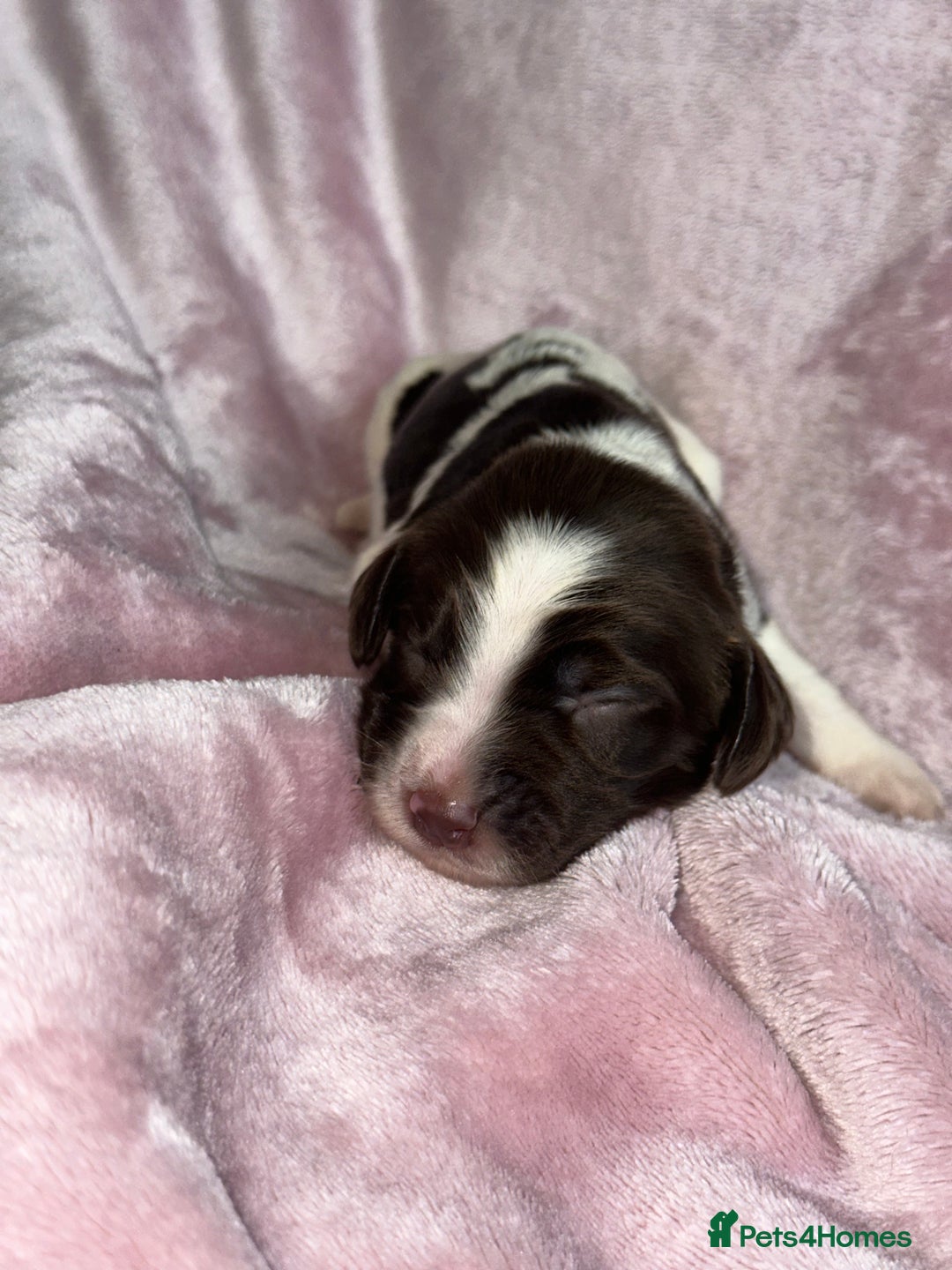 English Springer Spaniel dogs for sale: English springer spaniel.Ready to leave 21/11/25 - Image 28