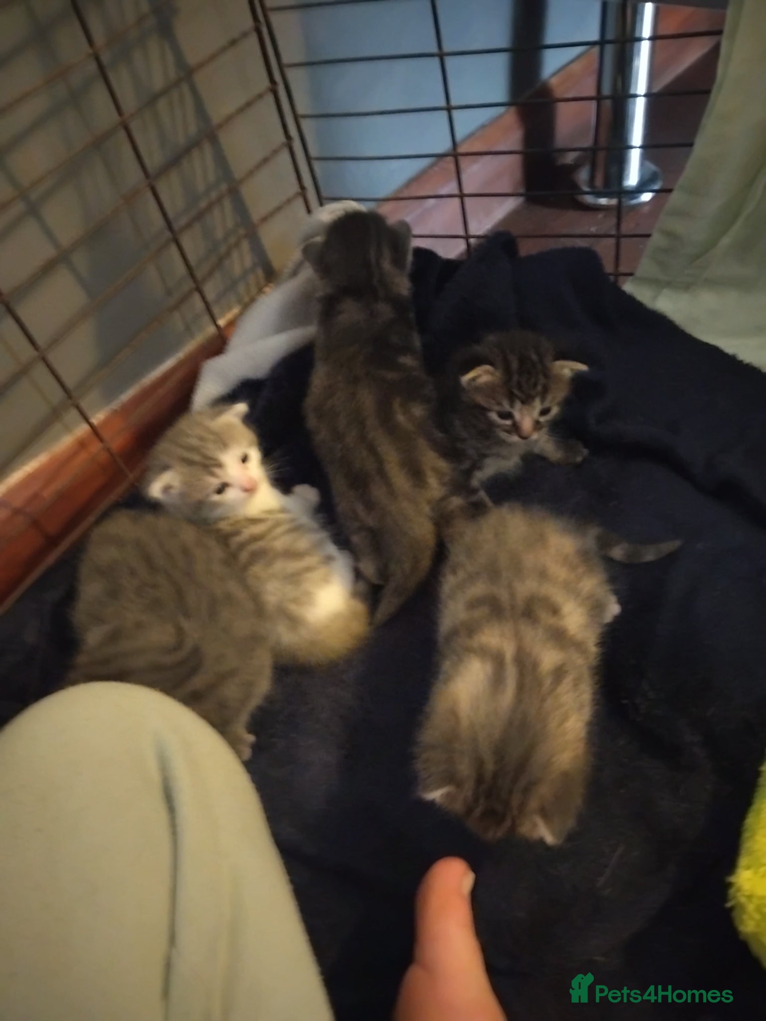 Mixed Breed cats Kittens for sale  - Advert 14