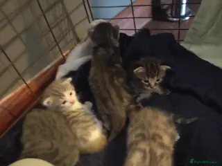 Mixed Breed cats Kittens for sale - Advert 1