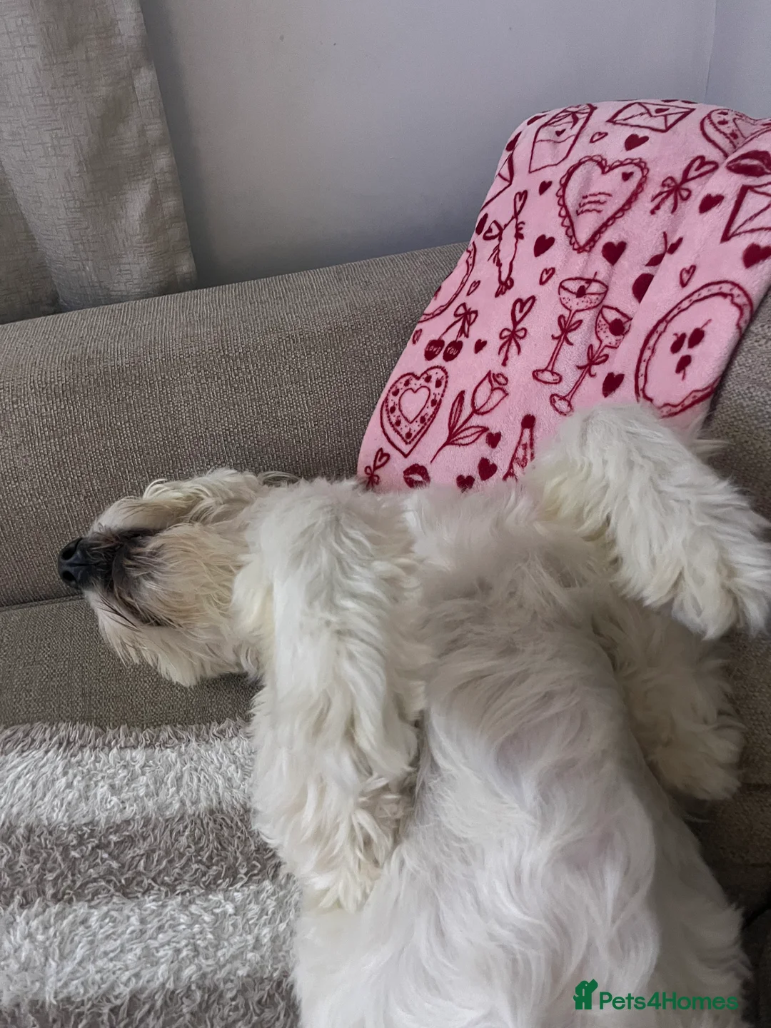 Goldendoodle dogs for sale: Goldendoodle male- Wolfie  - Advert 6