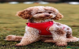 Cockapoo dogs for sale: F1 Cockapoo puppies - Image 8