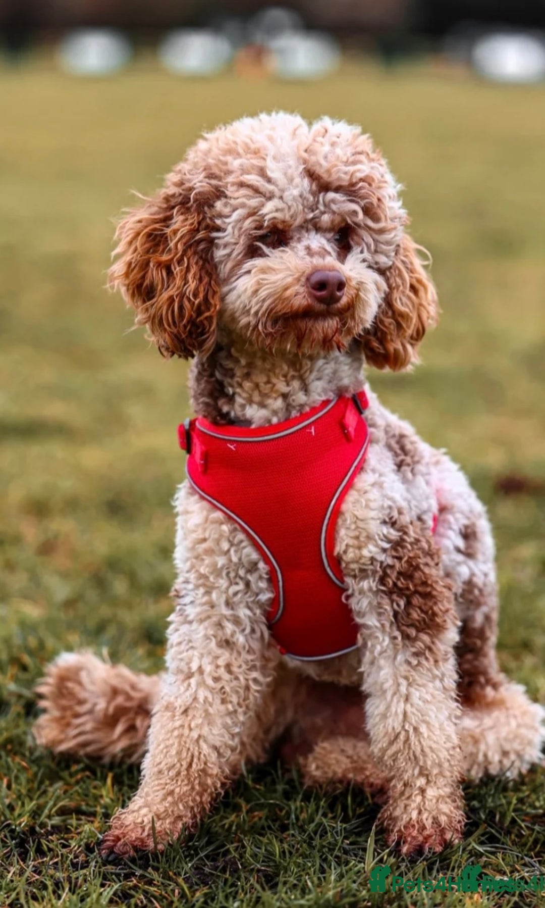 Cockapoo dogs for sale: F1 Cockapoo puppies - Image 8