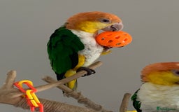 Parrots birds for sale: Caique  - Image 1