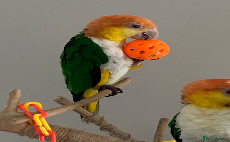 Parrots birds - Advert 16