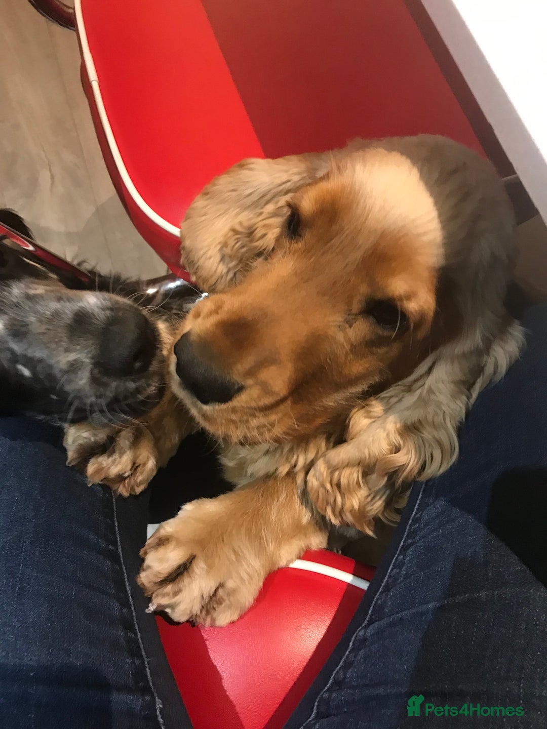 Cocker Spaniel dogs for sale: KC reg show cocker spaniel puppies in Wisbech - Image 15