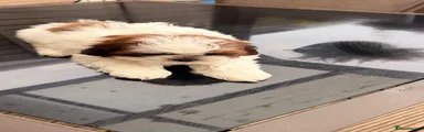 Shih Tzu 5