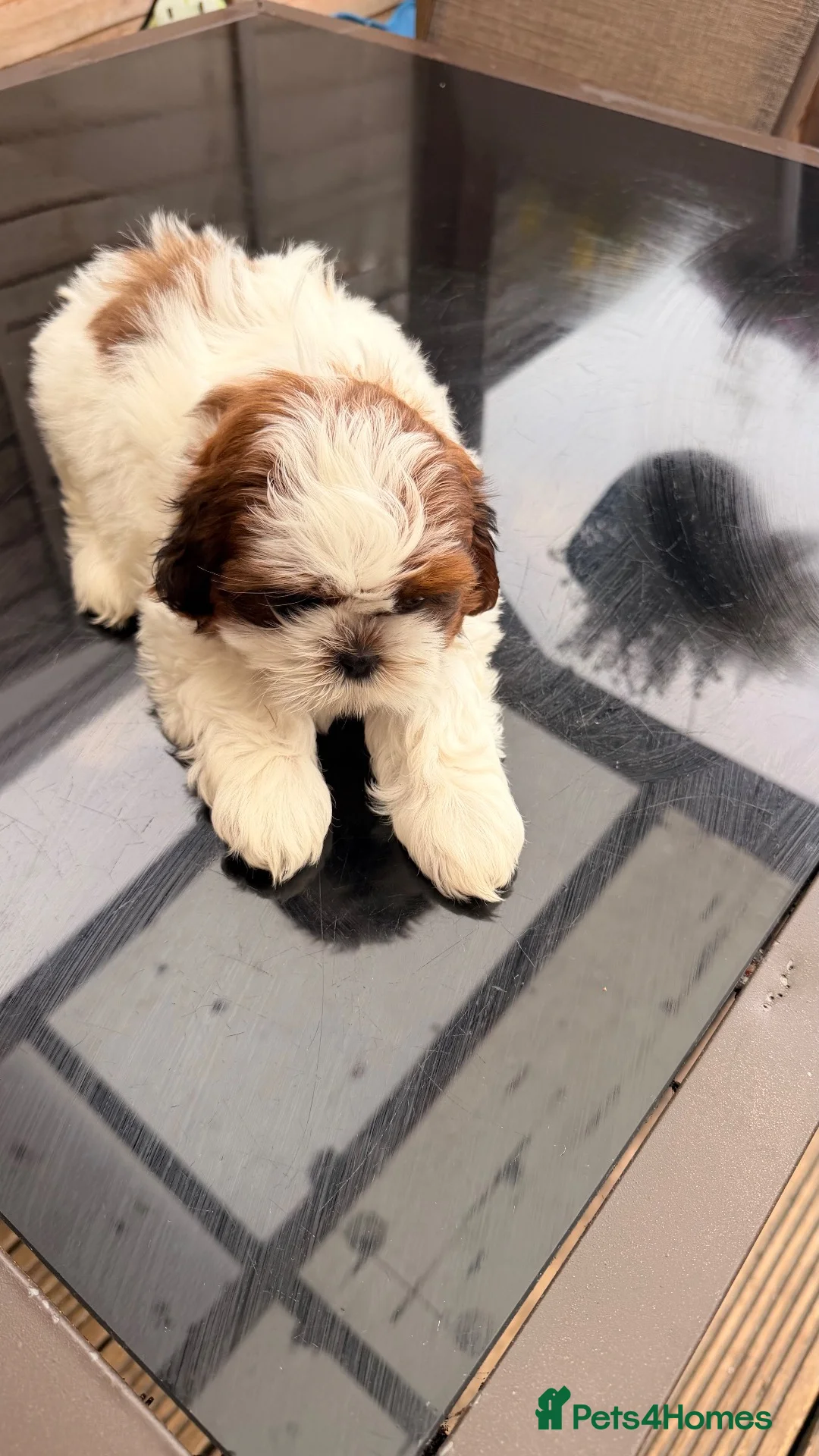 Shih Tzu dogs for sale: Puppy Shih tzu  - Advert 18