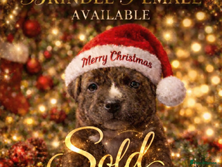 Staffordshire Bull Terrier dogs 🥨ALL PUPS SOLD.🥨 - Advert 7