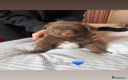 Pomeranian dogs for sale: 3 STUNNING POMERANIANS 1 MALE 2 FEMALE  - Image 12
