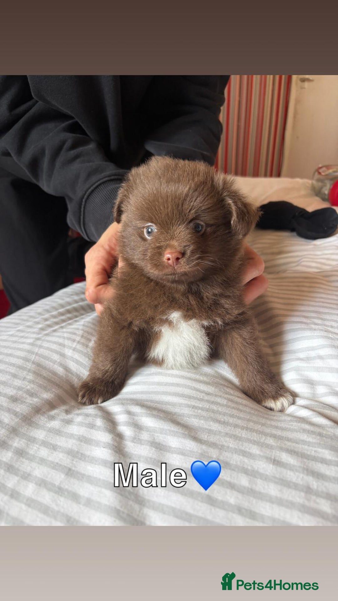 Pomeranian dogs for sale: 3 STUNNING POMERANIANS 1 MALE 2 FEMALE  - Image 12
